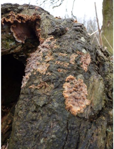 Fruit bodies on a fallen oak branch in Sawbridgeworth, UK.